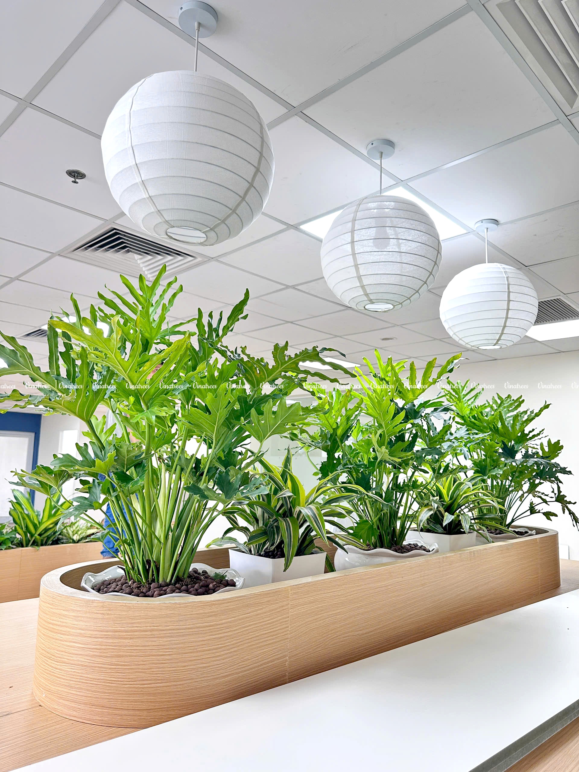 Công ty cây xanh Hà Nội Vinatrees đưa Trầu Bà Nam Mỹ vào văn phòng xanh